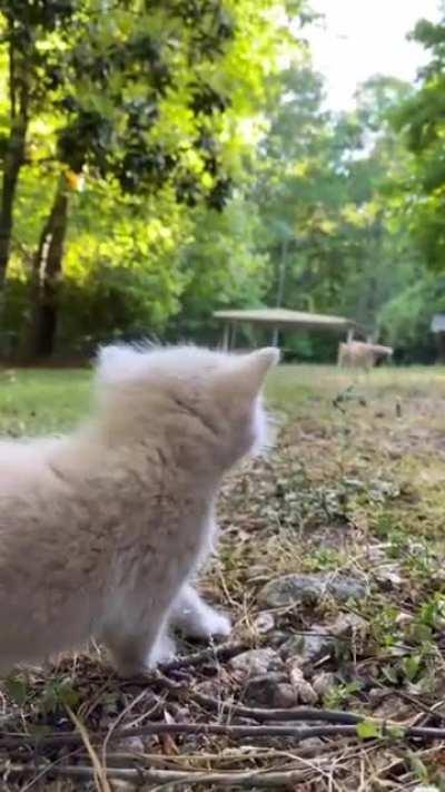 Tiny kitten yells for his mama