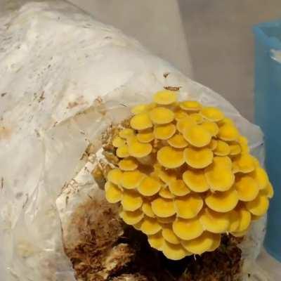 [Gourmet] My First Time Lapse!