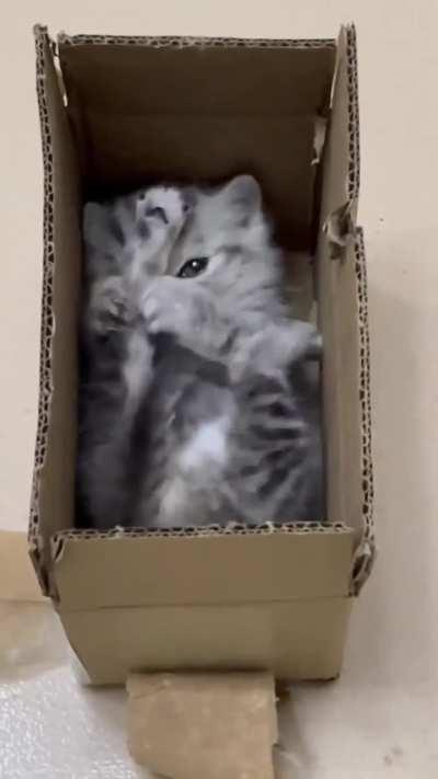 Kitten and box