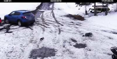 Good Boy Saves Small Dog from Backing Car