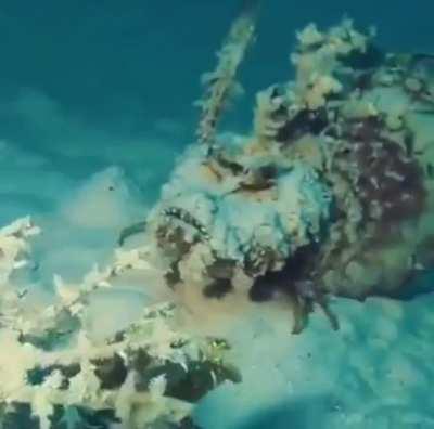 Thanks, I hate Devil scorpionfish