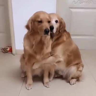Golden love and warm hugs