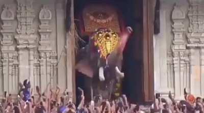 At 316cm tall this is India’s largest captive elephant.