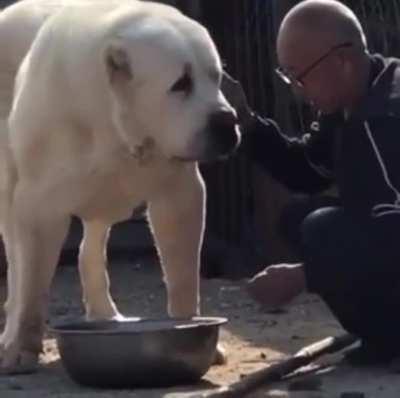 This video of a dog I found