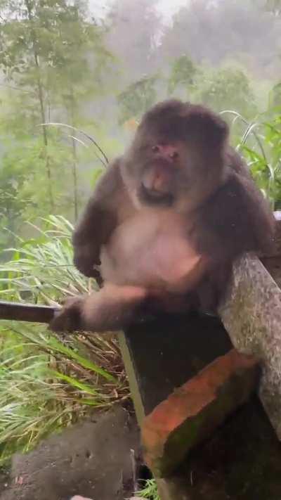 Fluffy wants only peanuts 