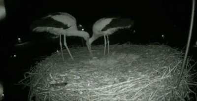 🔥 Storks celebrating the birth of their child