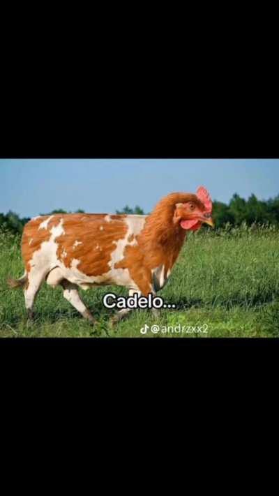 Cuidem da fauna brasileira😿🙏🏻