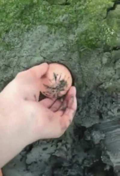 The Forbidden Glory Hole.