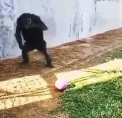 Monkeydonia at the Euro