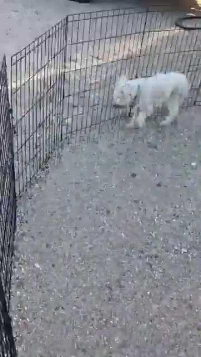 The sex guy doing the same thing every day like