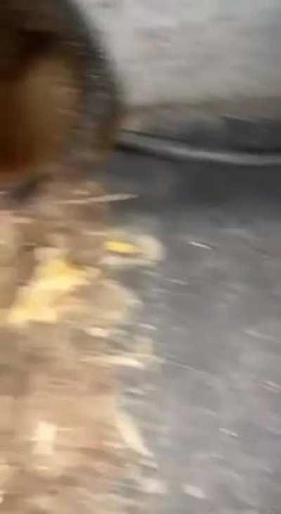 Cornering a wild animal and start petting it