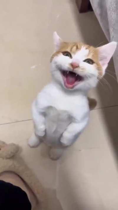 he starnd and tlakð¹ð¹