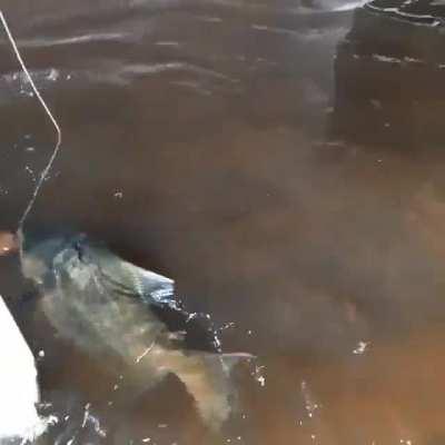 Tambaqui de estimação!