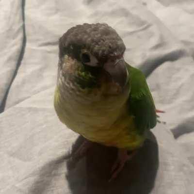 Polly doesn’t like scratches 🥺😭