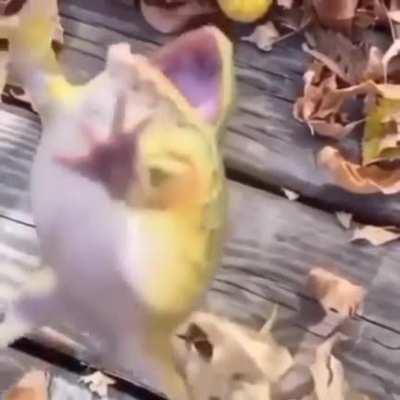 CRAZY FROG🥶🥶🥶🥶