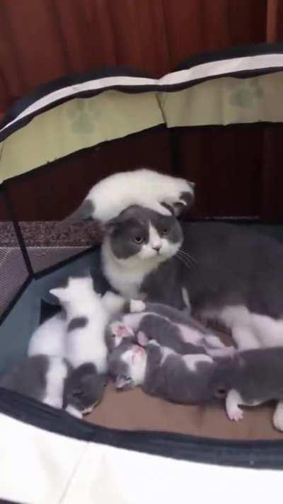 a bleach for your eyes