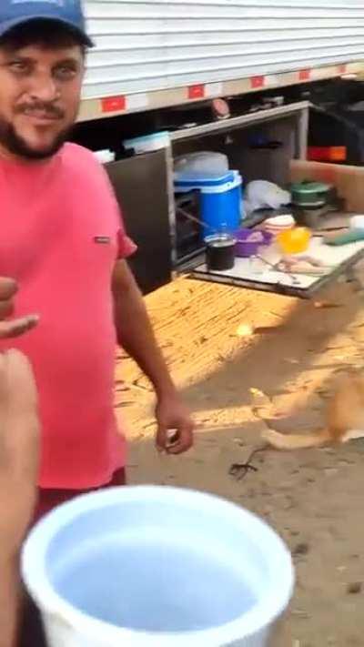 Onde comem um comem dois...