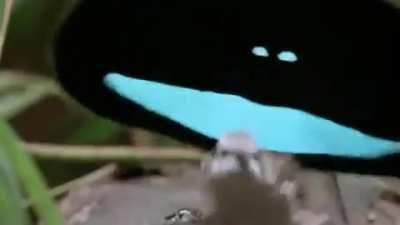 Натуралистическое