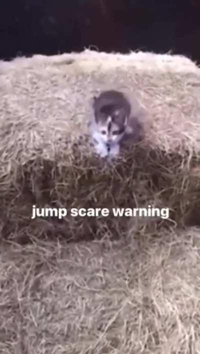 Wordington Instant Thugification