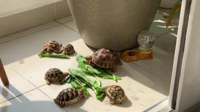 Snacking and sunbathing