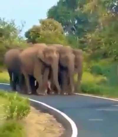 🔥 Security of the baby elephant
