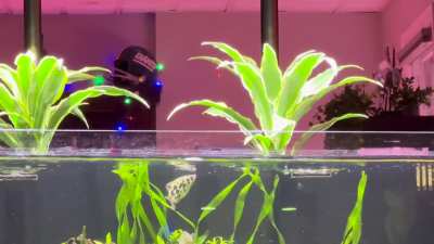 Archer Fish shooting water to catch a worm on a leave above