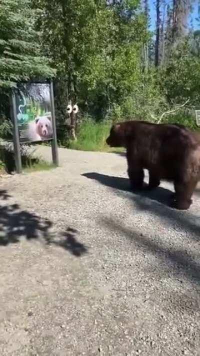 Добрый мишка