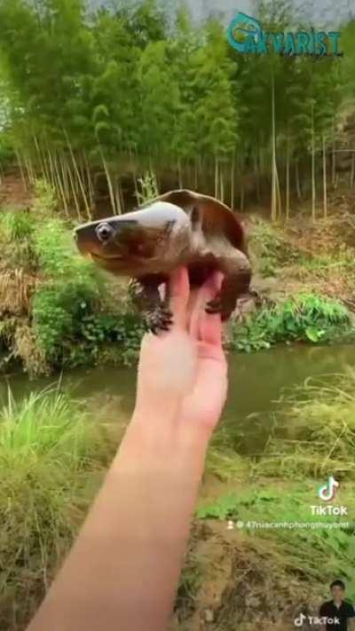 🔥 Platysternon megacephalum (or big headed turtle) is a very odd-shaped turtle with a huge head and a long tail that is almost the same size as its body. 🔥