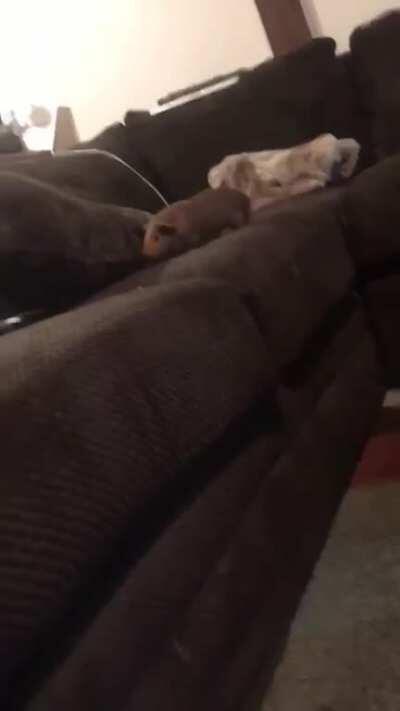 Is jumping so high normal? Otis just started doing it and loves it. My couch is about a foot and a half tall!