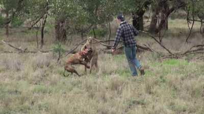 WCGR taking on a kangaroo?