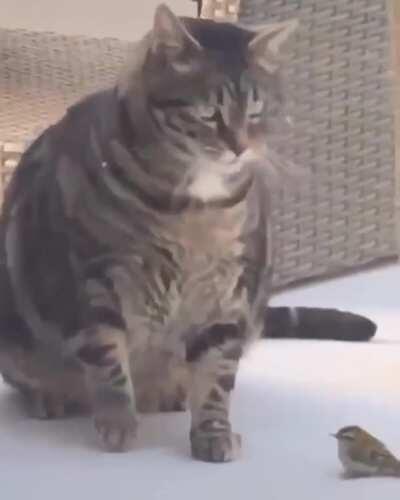 Cat slap ends with a cat slam