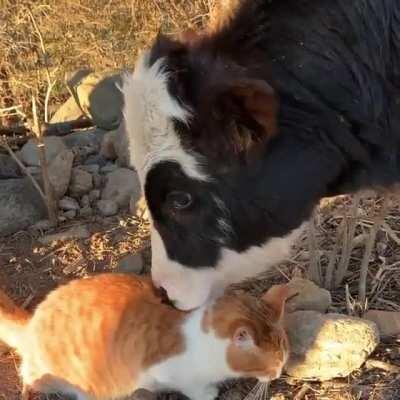 A happy cow with his little friend