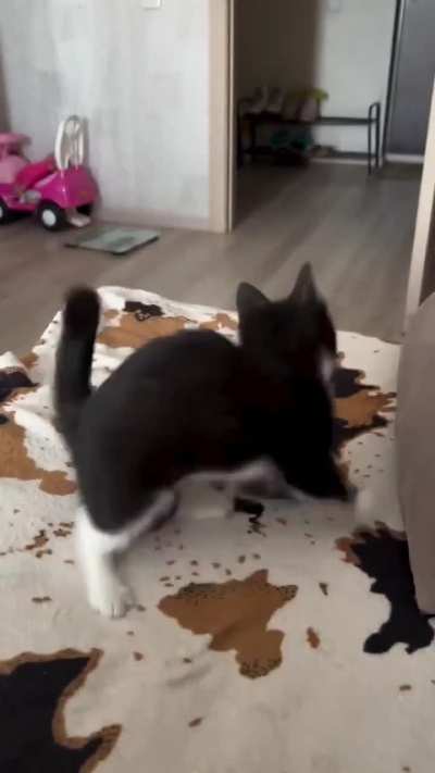 Kitty thinks he's a dog