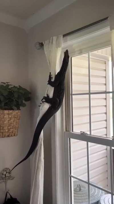 Imagine seeing this be crawling in your own home without warning ⚠️ 