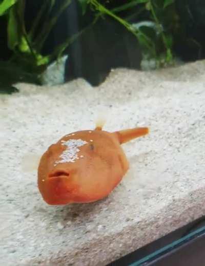 Just a potato cussing up a storm