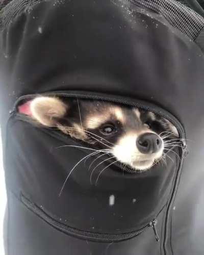 Adorable raccoon hiding in a backpack