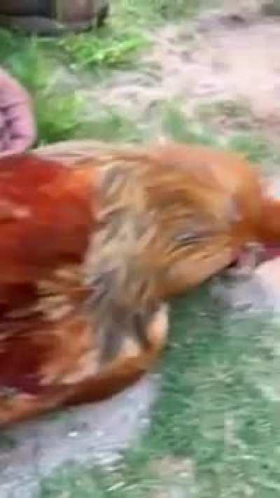 Hypnotizing a chicken