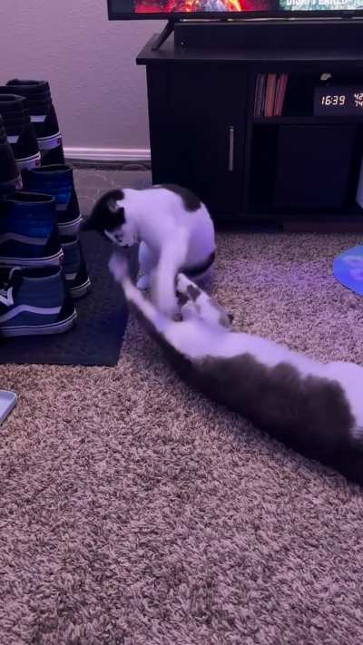 They’re a very slappy pair