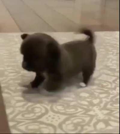 Adorable Tippy Taps