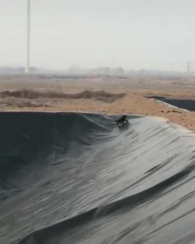 Dog can't even go up