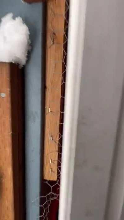 My duck loves to fly out of the hutch at my face every time I open it