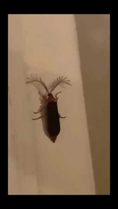 eyelash bug