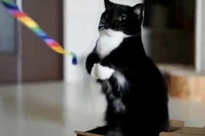 Memes were something we used to know