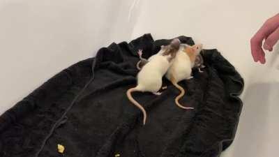 Tried introducing my 2 rats to the 2 new dumbo dwarf rats. Are they being too rough with each other? Everything was going ok before this happened.
