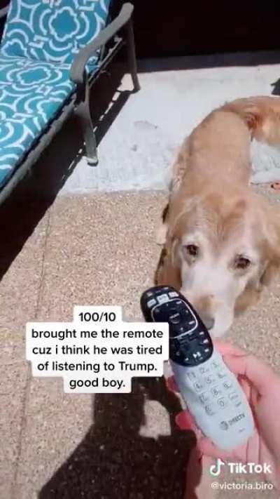 the best retriever i ve ever seen