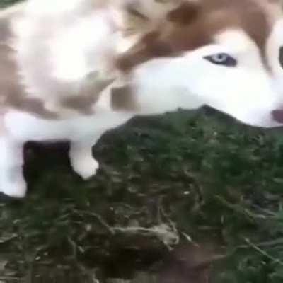 guarda da biqueira do tobia