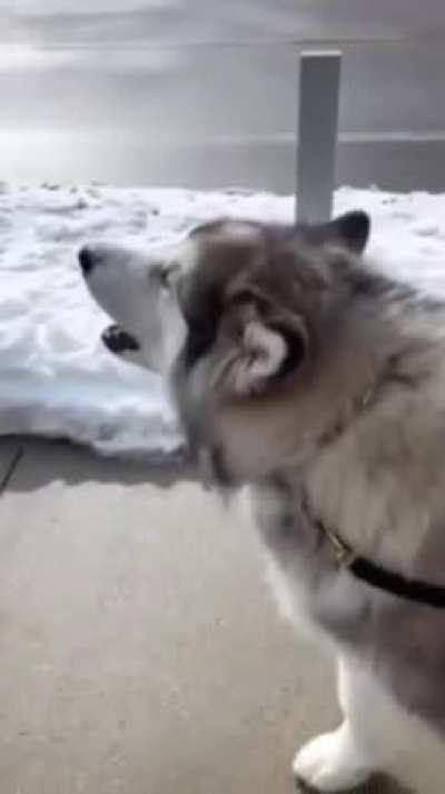 He’s so proud of himself