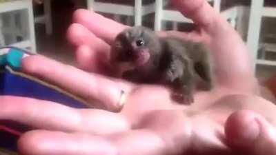 🔥 The most adorable monkey in the world.