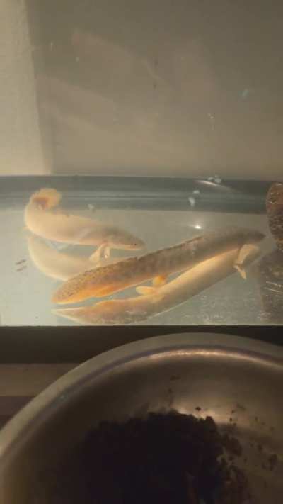 Took tinyrocks out of bichir tank