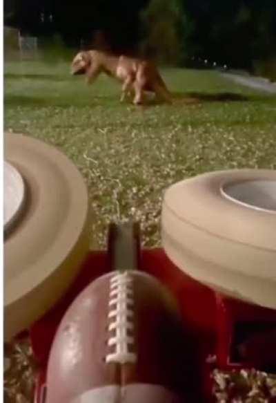 To operate a football launcher then catch the ball, while dressed as a dinosaur